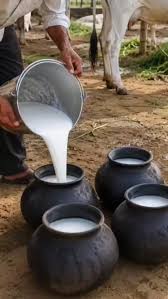 Milk Turned into Curd